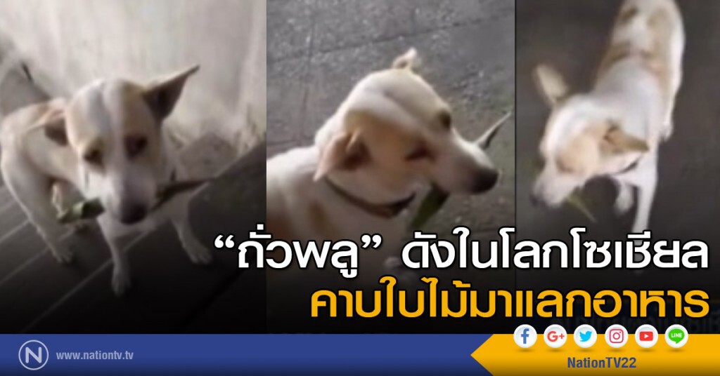 หมาไทยดังในโลกโซเชียล หมาไทยดังในโลกโซเชียล