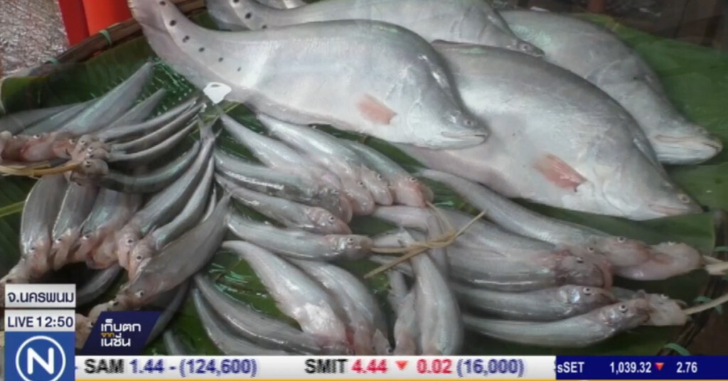 ตลาดปลาน้ำโขงคึกคัก ทำเงินวันละ 1,000-2,000 ตลาดปลาน้ำโขงคึกคัก ทำเงินวันละ 1,000-2,000