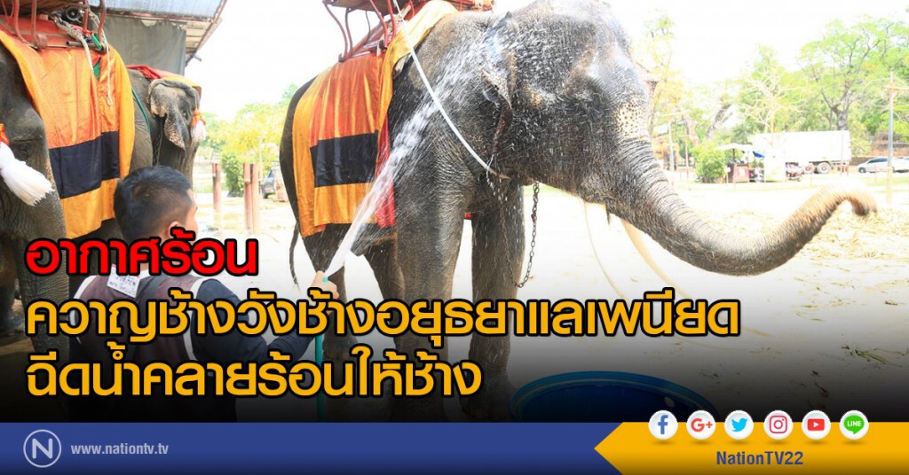 อากาศร้อน 
ควาญช้างวังช้างอยุธยาแลเพนียดฉีดน้ำคลายร้อนให้ช้าง
