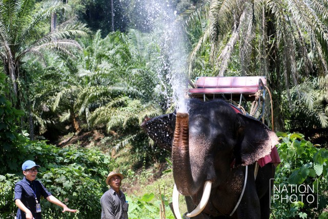 คลายร้อนให้ช้าง