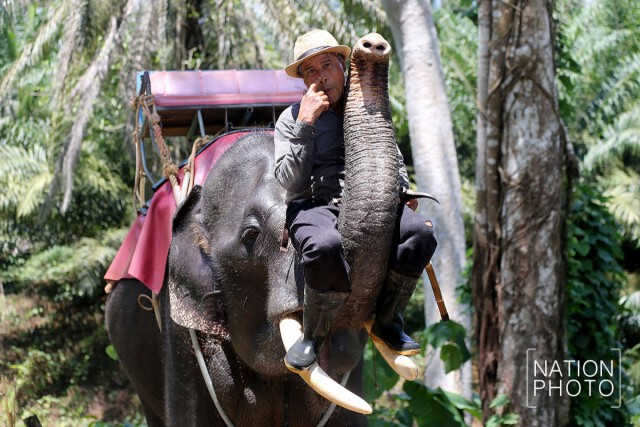 คลายร้อนให้ช้าง
