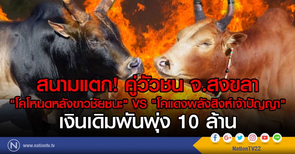 สนามแตก! คู่วัวชน จ.สงขลา
"โคแดงพลังสิงห์เจ้าปัญญา" พบ "โคโหนดหลังขาวชัยชนะ"
เงินเดิมพันพุ่ง 10 ล้าน
