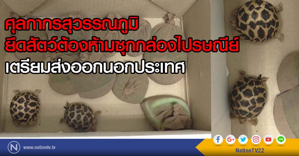 ศุลกากรสุวรรณภูมิ
ยึดสัตว์ต้องห้ามซุกกล่องไปรษณีย์
เตรียมส่งออกนอกประเทศ