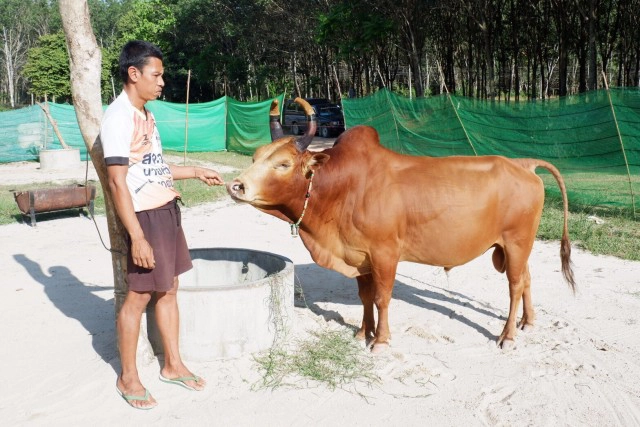 สนามแตก! คู่วัวชน จ.สงขลา
"โคแดงพลังสิงห์เจ้าปัญญา" พบ "โคโหนดหลังขาวชัยชนะ"
เงินเดิมพันพุ่ง 10 ล้าน