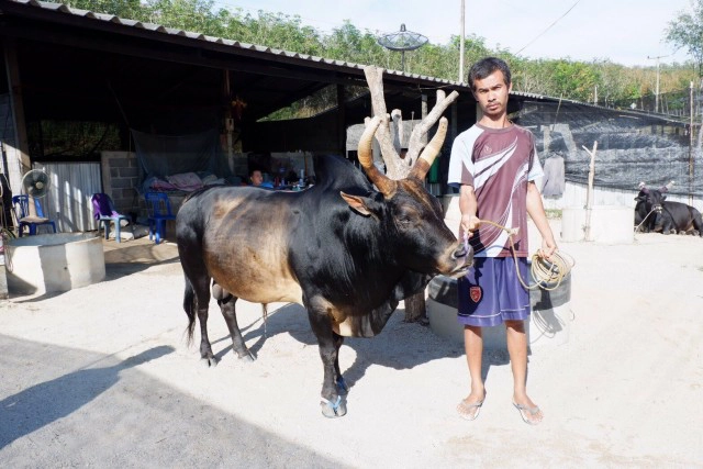 สนามแตก! คู่วัวชน จ.สงขลา
"โคแดงพลังสิงห์เจ้าปัญญา" พบ "โคโหนดหลังขาวชัยชนะ"
เงินเดิมพันพุ่ง 10 ล้าน