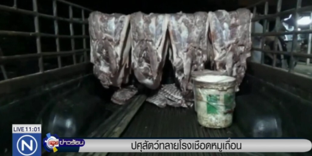 ปศุสัตว์บุกทลายโรงเชือดหมูเถื่อน ปศุสัตว์บุกทลายโรงเชือดหมูเถื่อน