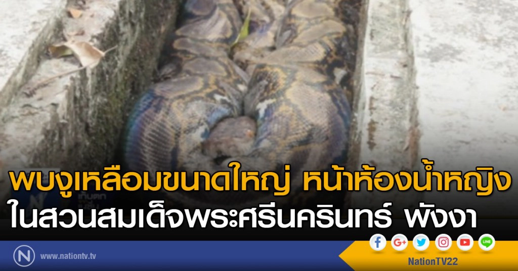 พบงูเหลือมขนาดใหญ่ หน้าห้องน้ำหญิง ในสวนสมเด็จพระศรีนครินทร์ พังงา พบงูเหลือมขนาดใหญ่ หน้าห้องน้ำหญิง ในสวนสมเด็จพระศรีนครินทร์ พังงา