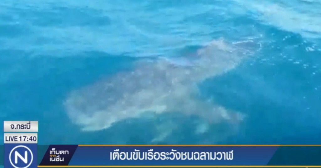 อุทยานฯ ธารโบกขรณี ออกประกาศขับเรือระวังชนฉลามวาฬ