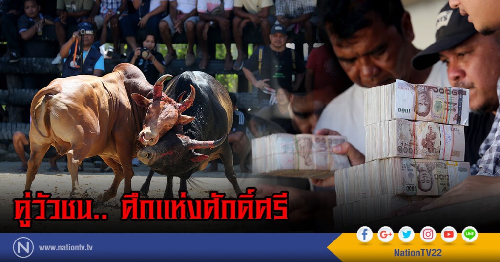 ภาพชุดใหญ่ สนามแตก
คู่วัวชน.. ศึกแห่งศักดิ์ศรี