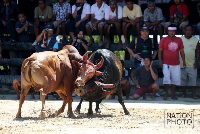 ภาพชุดใหญ่ สนามแตก
คู่วัวชน.. ศึกแห่งศักดิ์ศรี