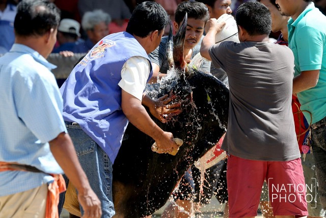 ภาพชุดใหญ่ สนามแตก
คู่วัวชน.. ศึกแห่งศักดิ์ศรี