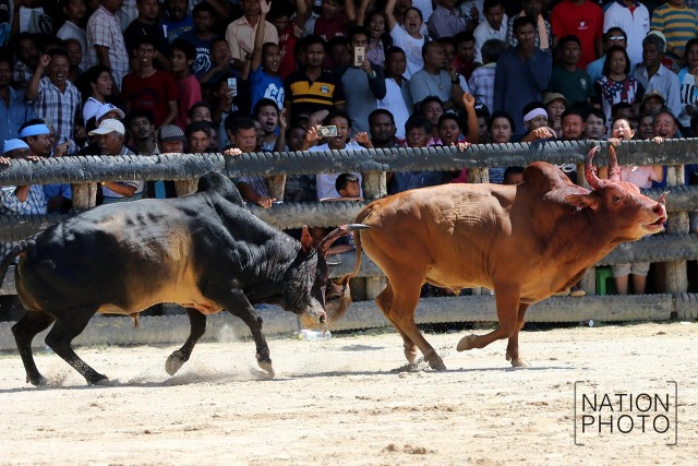 ภาพชุดใหญ่ สนามแตก
คู่วัวชน.. ศึกแห่งศักดิ์ศรี