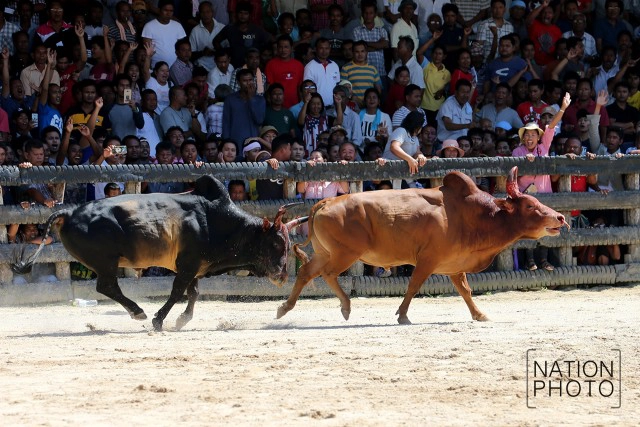 ภาพชุดใหญ่ สนามแตก
คู่วัวชน.. ศึกแห่งศักดิ์ศรี