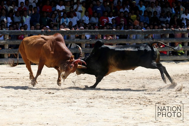 ภาพชุดใหญ่ สนามแตก
คู่วัวชน.. ศึกแห่งศักดิ์ศรี