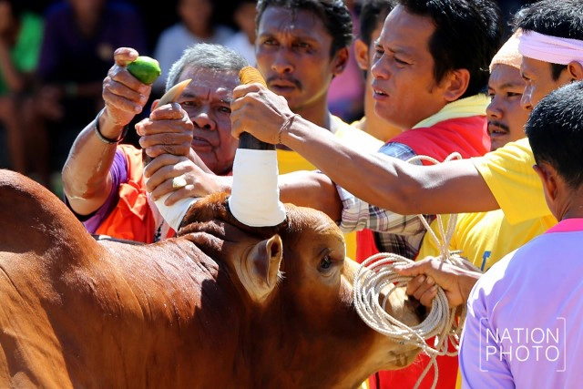 ภาพชุดใหญ่ สนามแตก
คู่วัวชน.. ศึกแห่งศักดิ์ศรี
