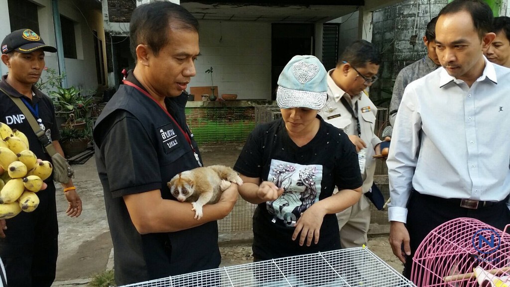 ปทส.บุกจับสาวครอบครองสัตว์สงวน"ลิงลม"ย่านบางกะปิ