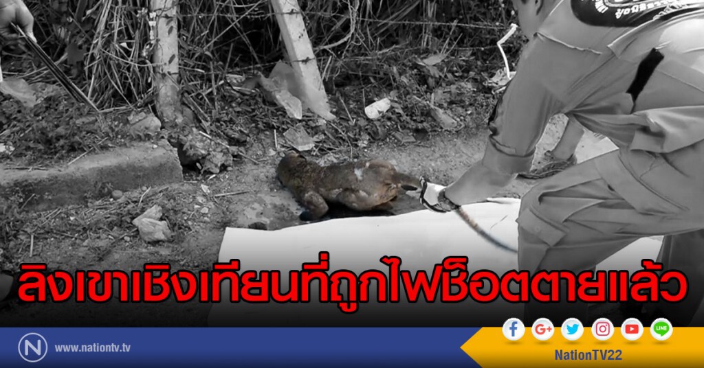 ลิงเขาเชิงเทียนที่ถูกไฟช็อตตายแล้ว ลิงเขาเชิงเทียนที่ถูกไฟช็อตตายแล้ว