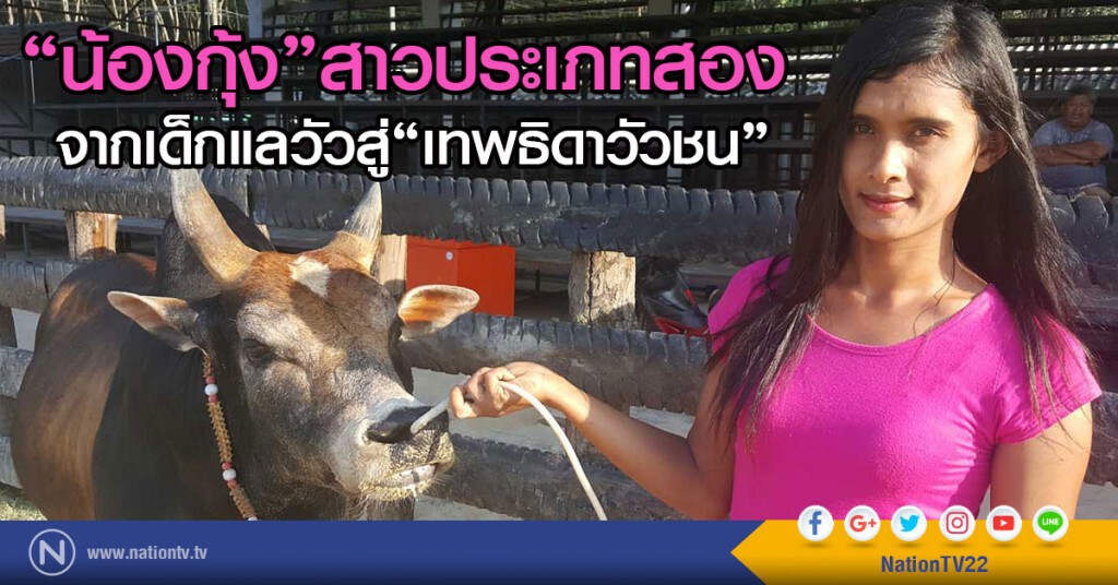 "น้องกุ้ง"สาวประเภทสอง
จากเด็กแลวัวสู่"เทพธิดาวัวชน"