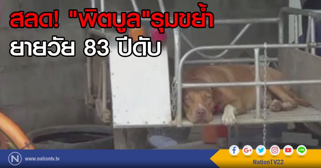 สลด! "พิตบูล"รุมขย้ำยายวัย 83 ปีดับ สลด! "พิตบูล"รุมขย้ำยายวัย 83 ปีดับ