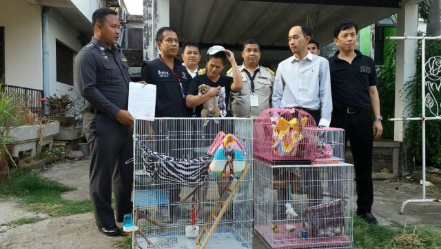 ปทส.บุกจับสาวครอบครองสัตว์สงวน"ลิงลม"ย่านบางกะปิ