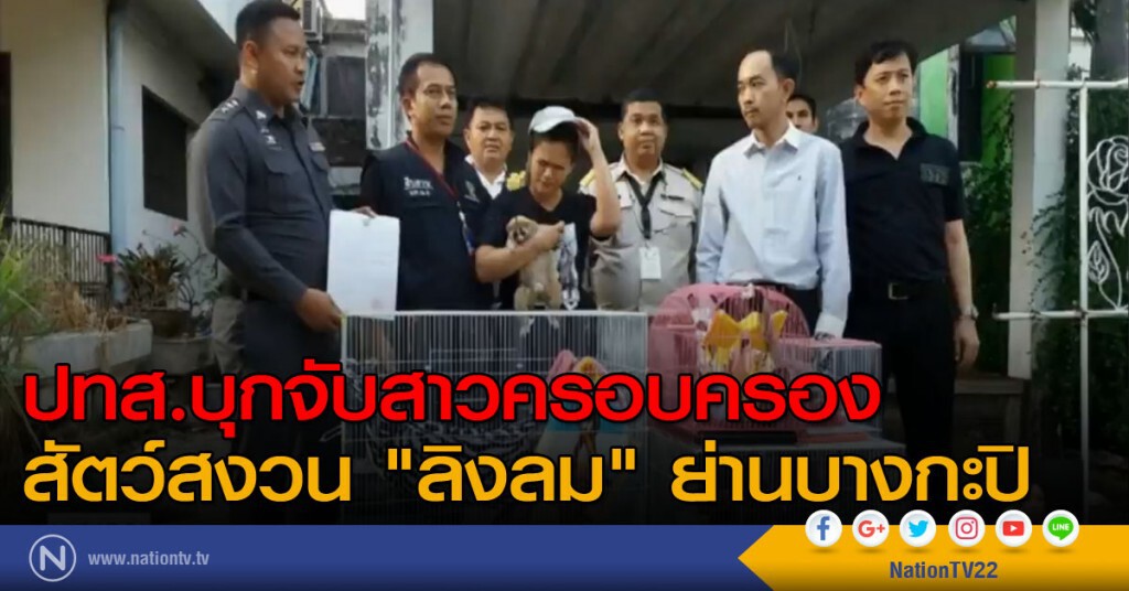 ปทส.บุกจับสาวครอบครองสัตว์สงวน"ลิงลม"ย่านบางกะปิ
