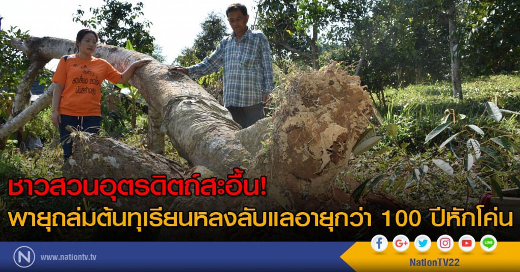 ชาวสวนอุตรดิตถ์สะอื้น! พายุถล่มต้นทุเรียนหลงลับแลอายุกว่า 100 ปีหักโค่น ชาวสวนอุตรดิตถ์สะอื้น! พายุถล่มต้นทุเรียนหลงลับแลอายุกว่า 100 ปีหักโค่น