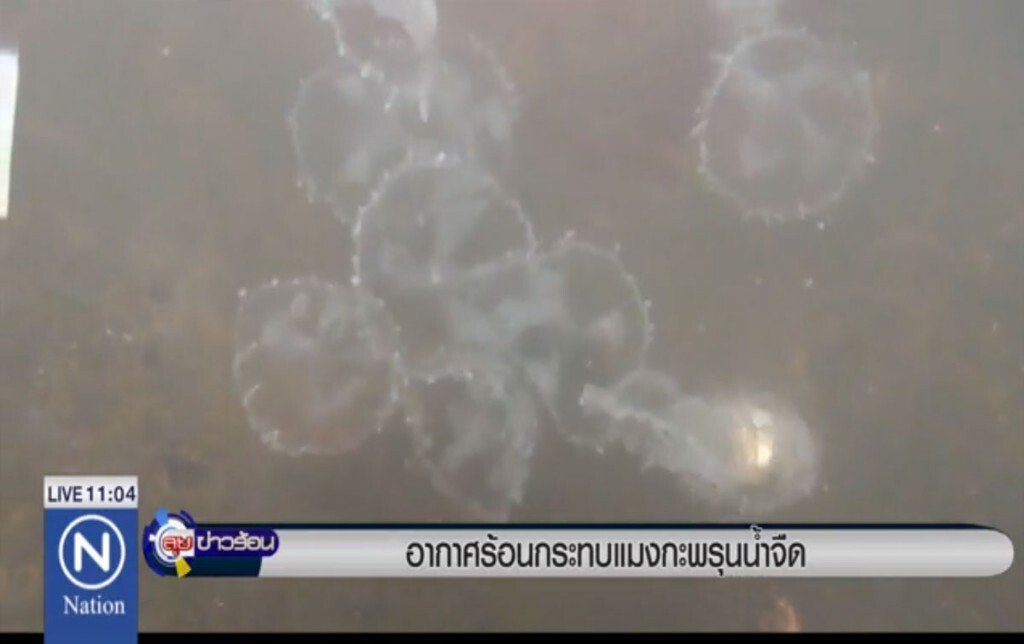 อากาศร้อนกระทบ "แมงกะพรุนน้ำจืด"
