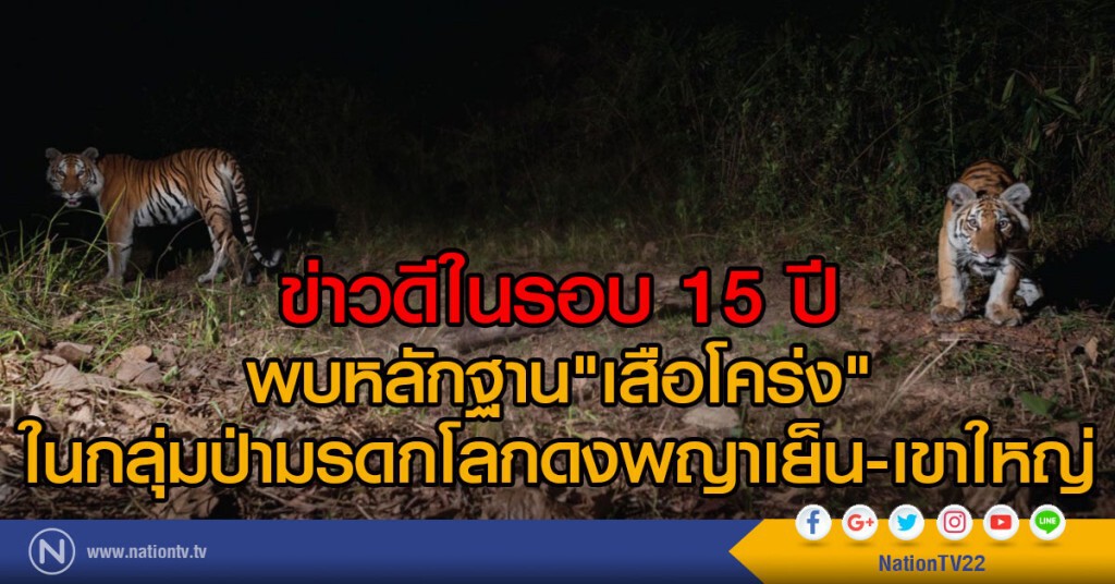 ข่าวดีในรอบ 15 ปี
พบหลักฐาน"เสือโคร่ง"
ในกลุ่มป่ามรดกโลกดงพญาเย็น-เขาใหญ่