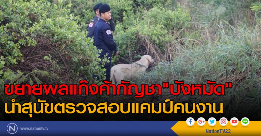 ขยายผลแก๊งค้ากัญชา"บังหมัด" นำสุนัขตรวจสอบแคมป์คนงาน ขยายผลแก๊งค้ากัญชา"บังหมัด" นำสุนัขตรวจสอบแคมป์คนงาน