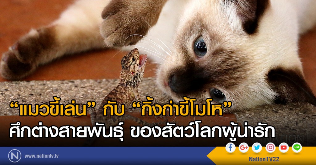 "แมวขี้เล่น" กับ "กิ้งก่าขี้โมโห"
ศึกต่างสายพันธุ์ ของสัตว์โลกผู้น่ารัก
