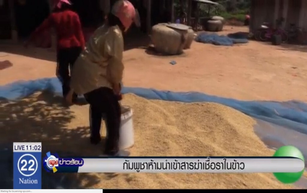 กัมพูชาห้ามนำเข้า สารฆ่าเชื้อราในข้าว กัมพูชาห้ามนำเข้า สารฆ่าเชื้อราในข้าว