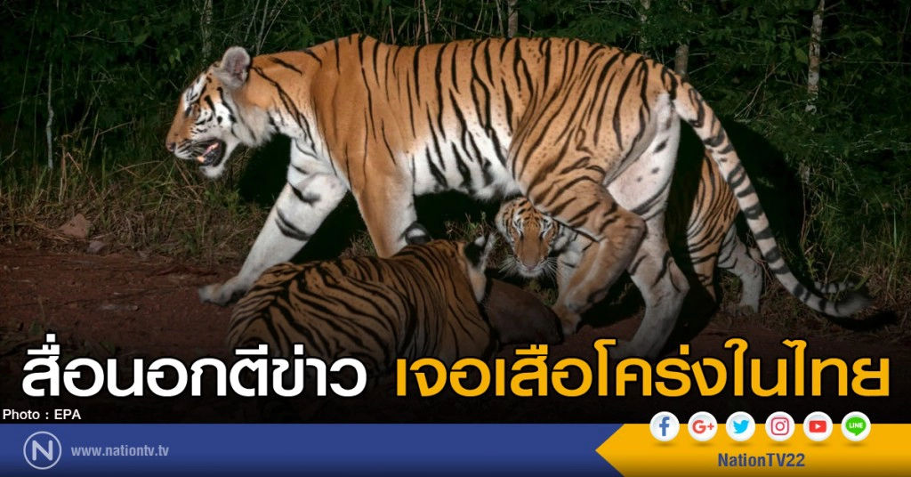 สื่อนอกตีข่าวเจอเสือโคร่งในไทย สื่อนอกตีข่าวเจอเสือโคร่งในไทย