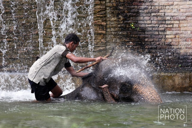 สวนสัตว์ดุสิต จัดของเย็น คลายร้อนให้สัตว์