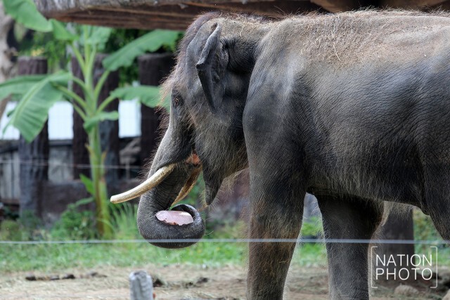 สวนสัตว์ดุสิต จัดของเย็น คลายร้อนให้สัตว์