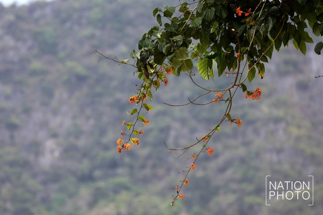 จิบกาแฟ นั่งแพไม้ไผ่
คลองศก สุราษฎร์ธานี
ย้อนวิถีชุมชน คนต้นน้ำ
