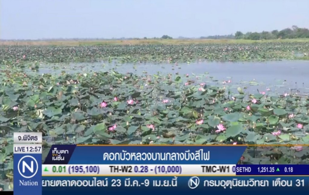 ดอกบัวหลวงบานกลางบึงสีไฟ ดอกบัวหลวงบานกลางบึงสีไฟ