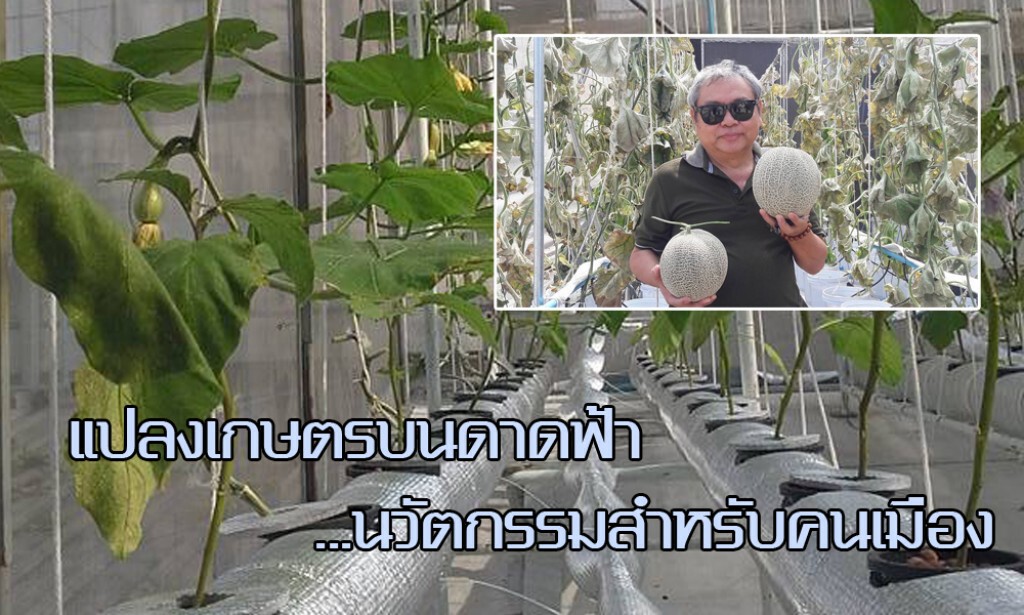 แปลงเกษตรบนดาดฟ้า...นวัตกรรมสำหรับคนเมือง