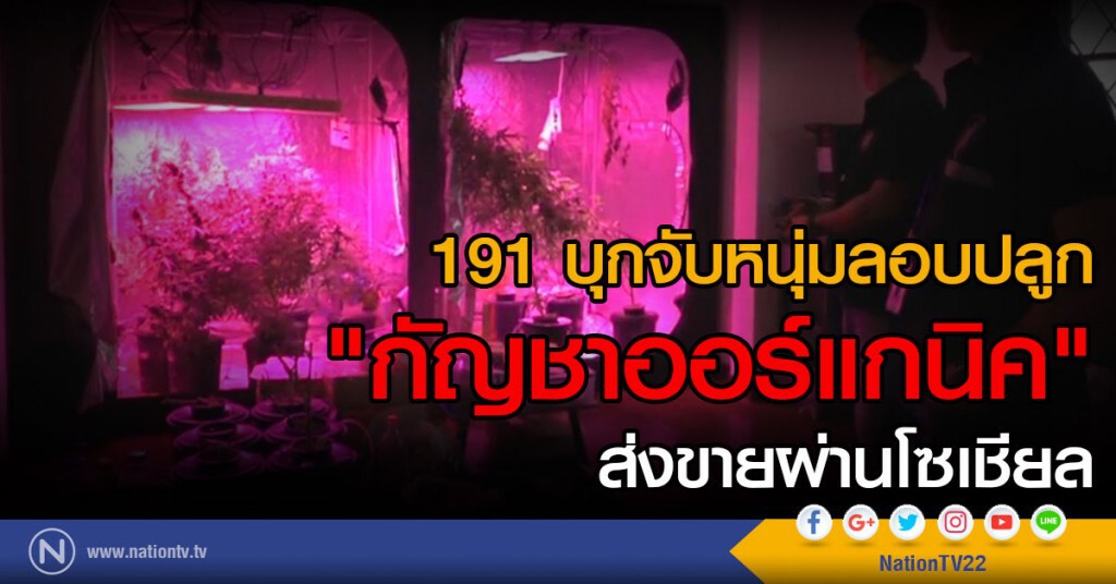 191 บุกจับ หนุ่มลอบปลูก"กัญชาออร์แกนิค"ส่งขายผ่านโซเชียล