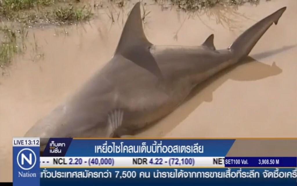 เหยื่อไซโคลนเด๊บบี้ ที่ออสเตรเลีย เหยื่อไซโคลนเด๊บบี้ ที่ออสเตรเลีย