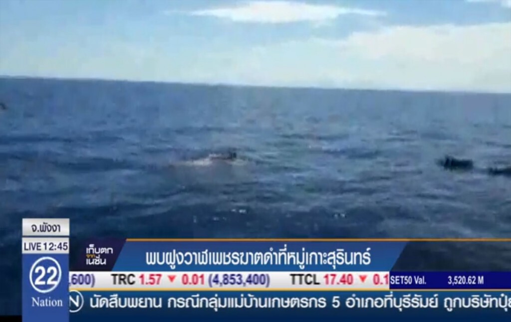 พบฝูงวาฬเพชรฆาตดำ ที่หมู่เกาะสุรินทร์ พบฝูงวาฬเพชรฆาตดำ ที่หมู่เกาะสุรินทร์