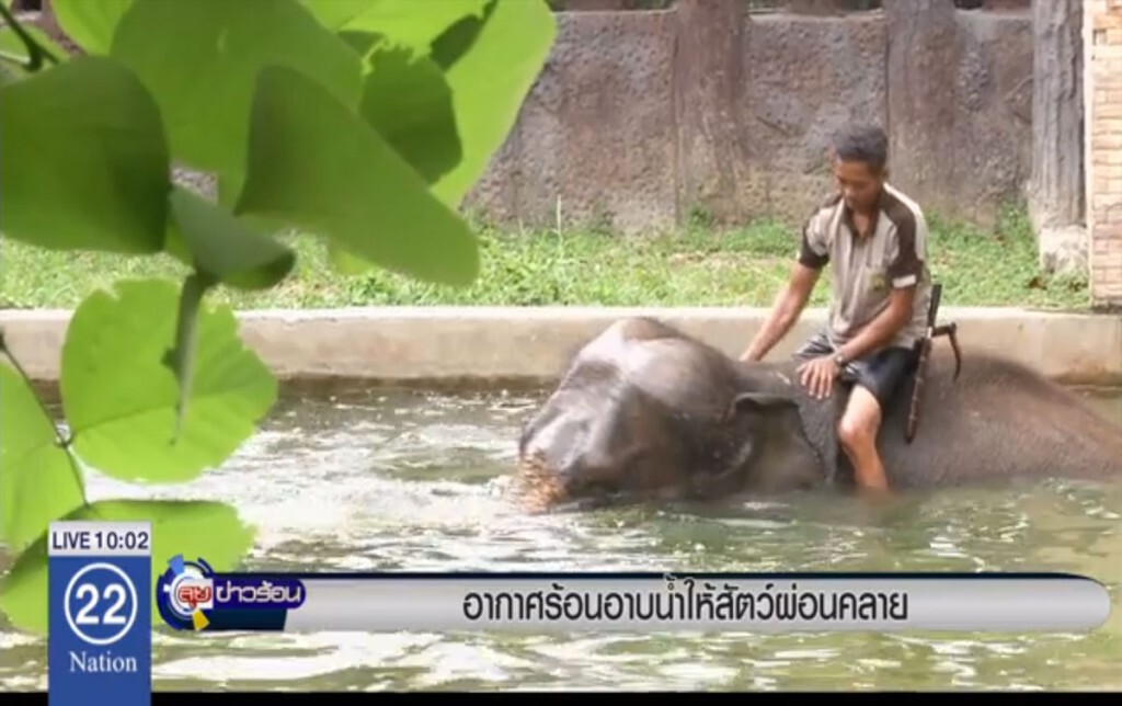 อากาศร้อนอาบน้ำให้สัตว์ผ่อนคลาย อากาศร้อนอาบน้ำให้สัตว์ผ่อนคลาย