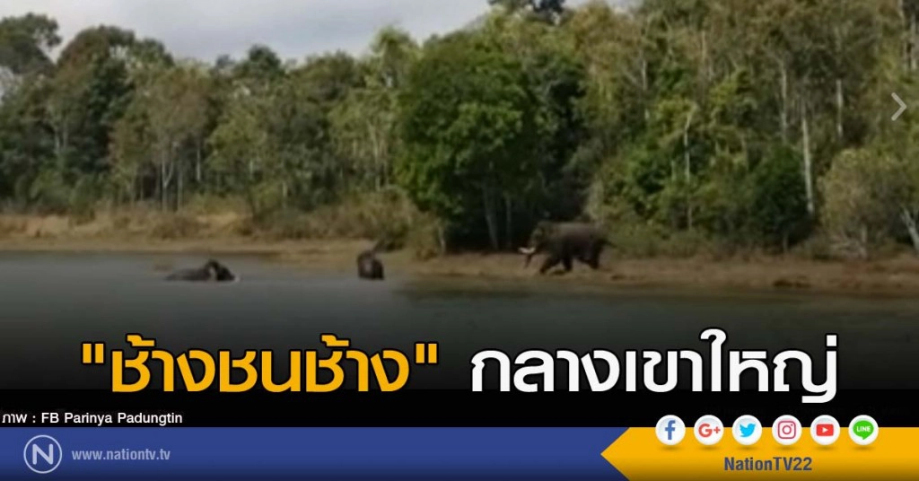 "ช้างชนช้าง" กลางเขาใหญ่