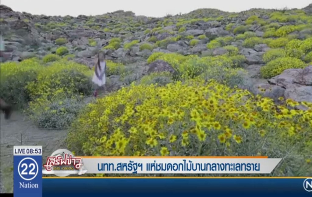 นทท.สหรัฐฯ แห่ชมดอกไม้บานกลางทะเลทราย นทท.สหรัฐฯ แห่ชมดอกไม้บานกลางทะเลทราย