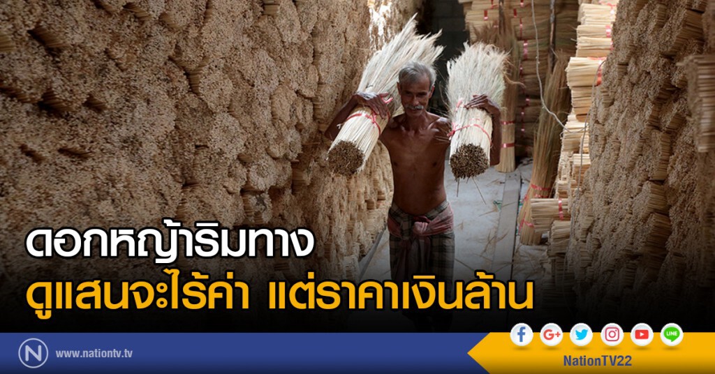 ดอกหญ้าริมทาง
ดูแสนจะไร้ค่า แต่ราคาเงินล้าน