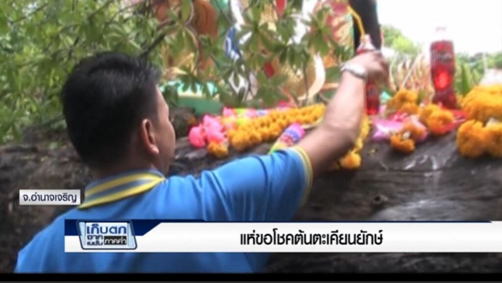 เก็บตกค่ำ 4-4-60 (3) ชาวอำนาจเจริญแห่ขอโชคต้นตะเคียนยักษ์