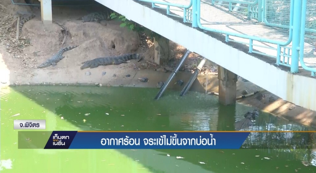 4-04-60 เก็บตกเที่ยง : จ.พิจิตร อากาศร้อน จระเข้ไม่ขึ้นจากบ่อน้ำ 4-04-60 เก็บตกเที่ยง : จ.พิจิตร อากาศร้อน จระเข้ไม่ขึ้นจากบ่อน้ำ