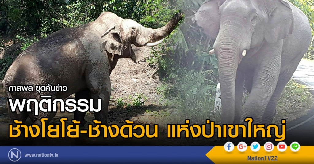 พฤติกรรม
ช้างโยโย้-ช้างด้วน แห่งป่าเขาใหญ่