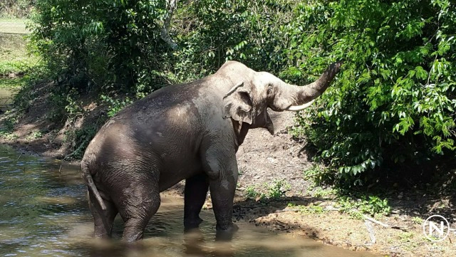 พฤติกรรม
ช้างโยโย้-ช้างด้วน แห่งป่าเขาใหญ่