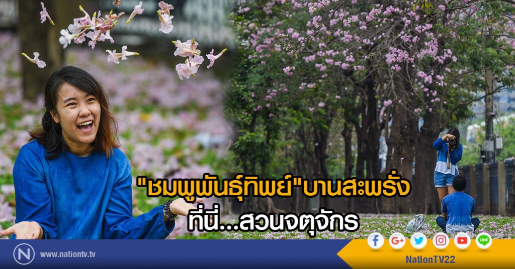 "ชมพูพันธุ์ทิพย์"บานสะพรั่งที่สวนจตุจักร "ชมพูพันธุ์ทิพย์"บานสะพรั่งที่สวนจตุจักร