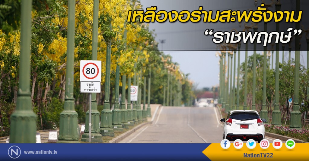 เหลืองอร่ามสะพรั่งงามราชพฤกษ์ เหลืองอร่ามสะพรั่งงามราชพฤกษ์